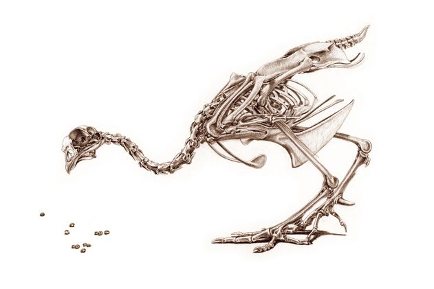 The Unfeathered Bird